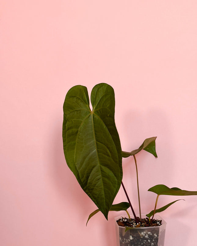 Anthurium Magnificum x Nigrolaminum Gigi