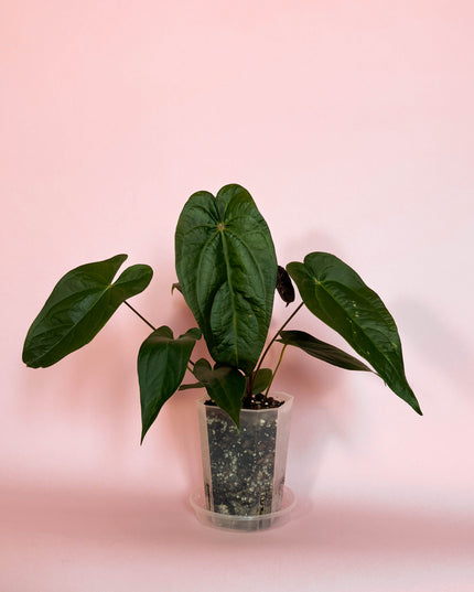 Anthurium Magnificum x Nigrolaminum Gigi