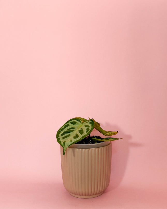 Anthurium Crystallinum Silver Blush