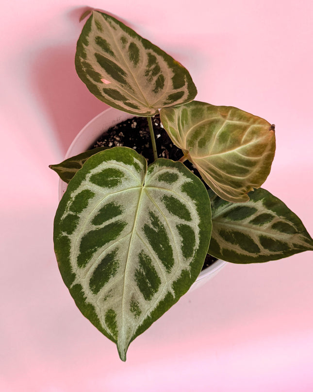 Anthurium Crystallinum Silver Blush