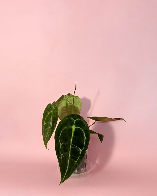 Anthurium Forgetii x Nigrolaminum Gigi