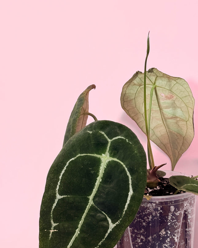 Anthurium Forgetii x Nigrolaminum Gigi