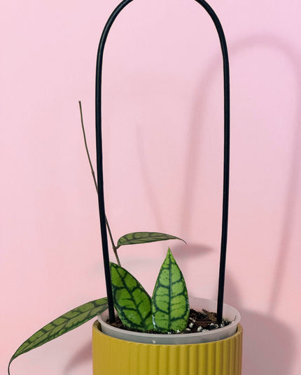 Hoya Callistophylla Black Cat