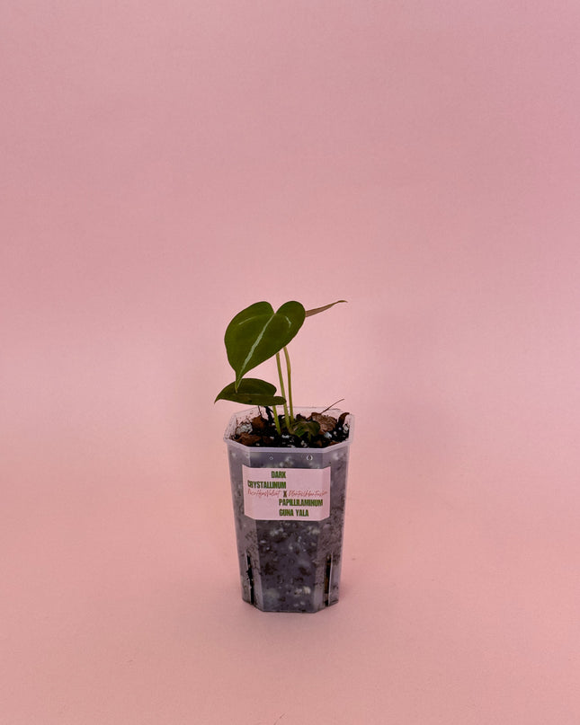 Anthurium Radio Patio