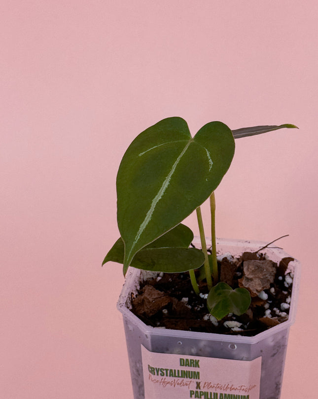 Anthurium Radio Patio