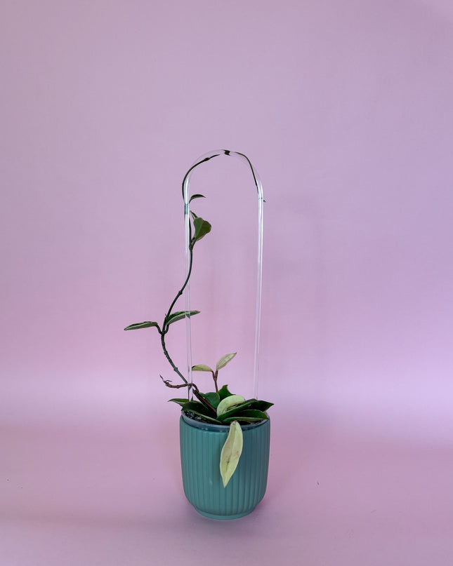 Tutor Arco Trellis PlantScraper