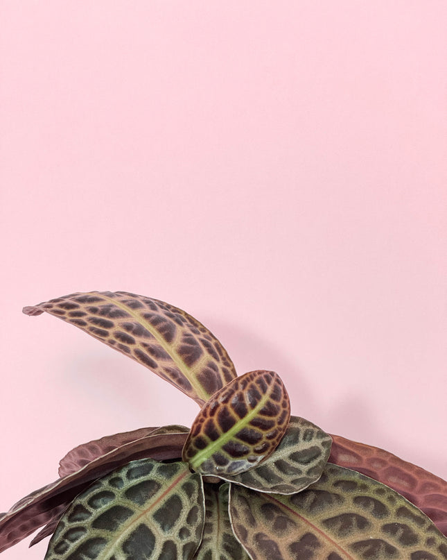 Labisia Turtle Back