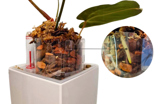 Extensor Macetas Crystal Clear PlantScraper