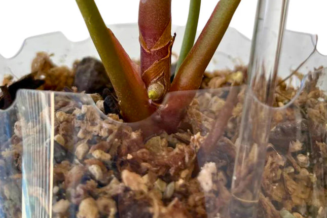 Extensor Macetas Crystal Clear PlantScraper